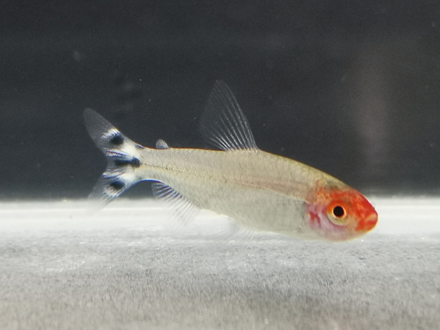 Rummy nose tetra 1.5cm X 5pc