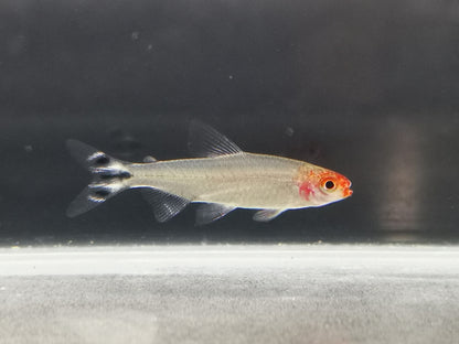 Rummy nose tetra 1.5cm X 5pc