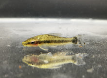 Load image into Gallery viewer, Otocinclus affinis 3cm x 5pc