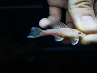 Pleco L144 blue eye 4-5cm