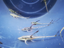 Load image into Gallery viewer, Royal farlowella whiptails 5-6cm
