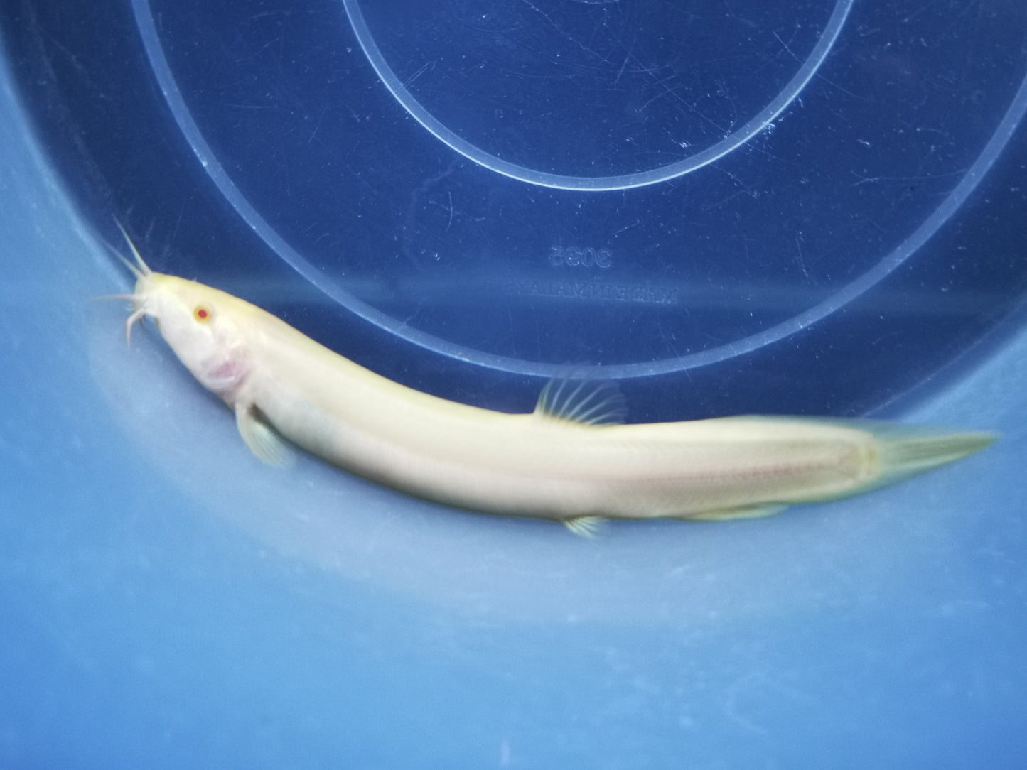 Golden weather loach 8-10cm x 5pc