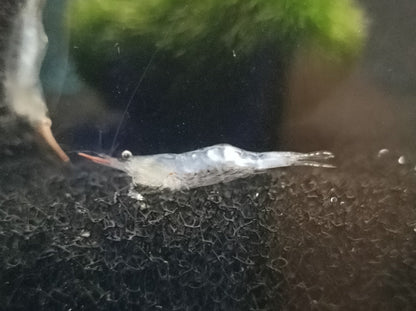 Red nose shrimp 1-1.5cm X 5pc