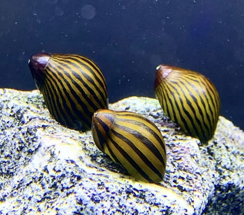 Zebra snails 1.5cm x 5pc