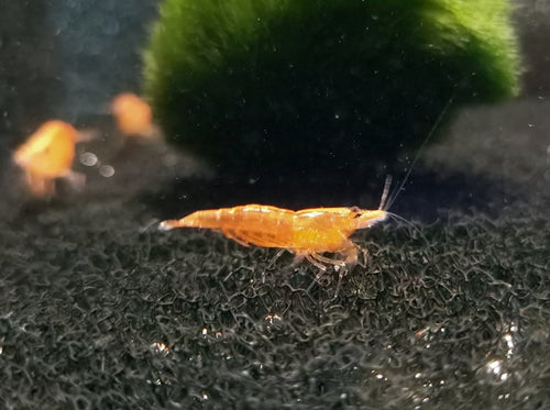 Orange sunkist shrimp 1-1.5cm X 5pc