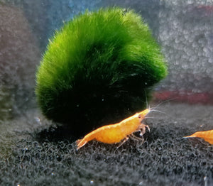 Orange sunkist shrimp 1-1.5cm X 5pc