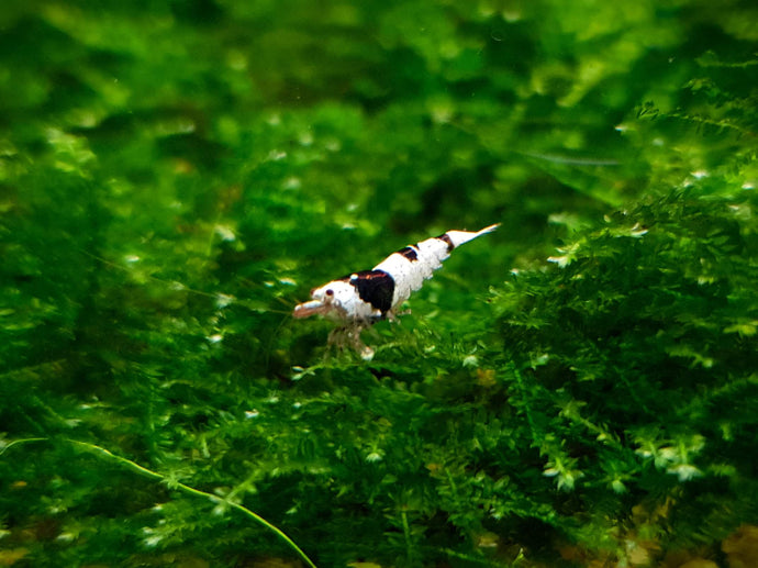 Black crystal shrimp 1-1.5cm X 5pc