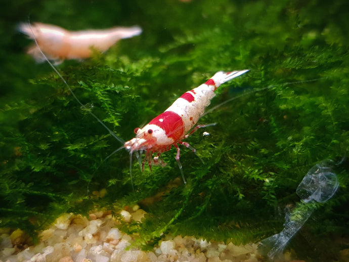 Red crystal shrimp 1-1.5cm X 5pc