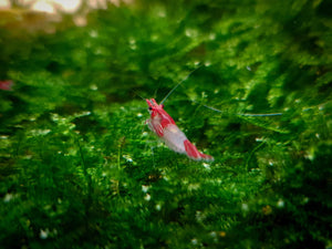 Red rili shrimp 1-1.5cm X 5pc