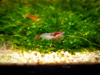 Red rili shrimp 1-1.5cm X 5pc