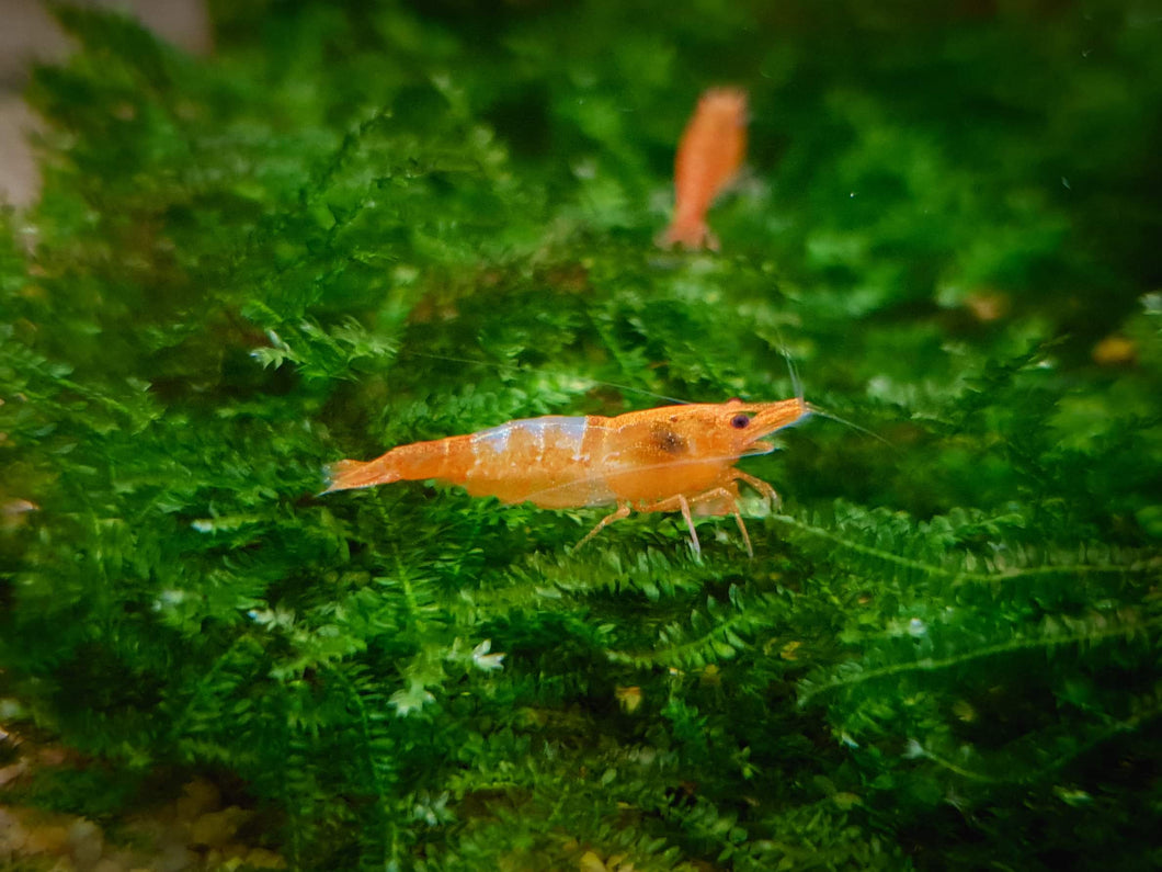 Orange rili shrimp 1-1.5cm X 5pc