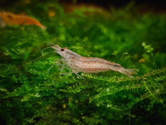 Yamato shrimp 2.5cm X 5pc