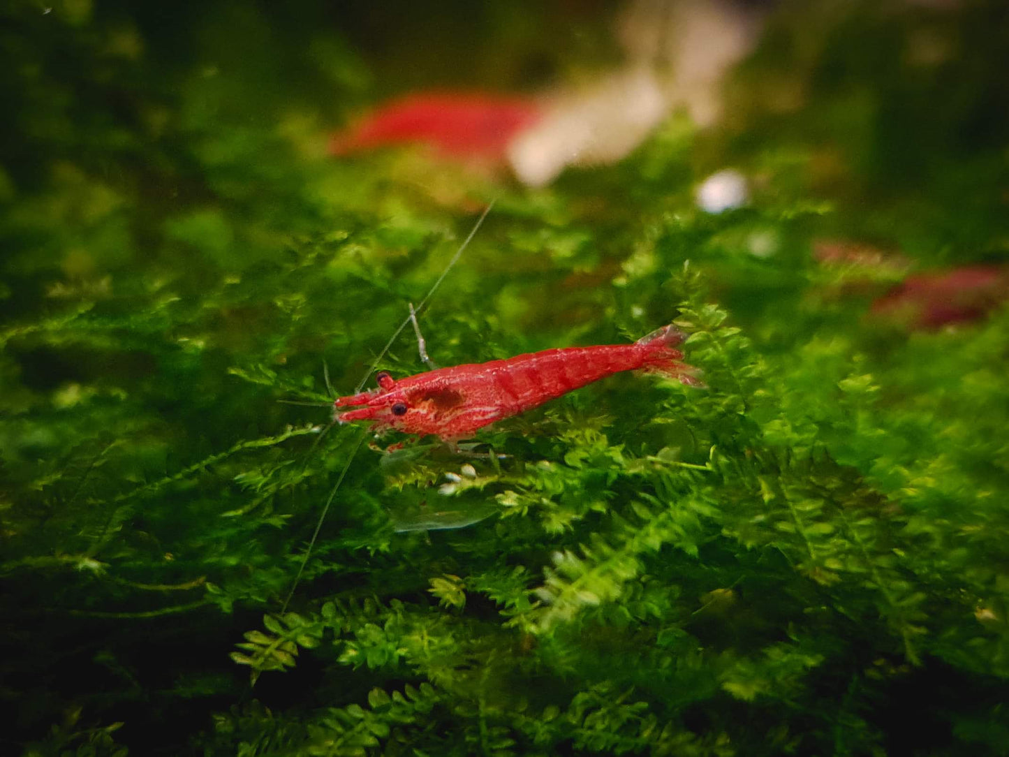 Cherry shrimp 1.5cm x 5pc